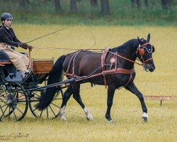 Pferd Casper 487 (Sächs.-Thür. Schweres Warmbl., 2018, von Capitano)