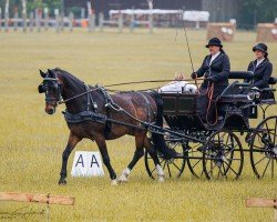 Springpferd Bravo 24 (KWPN (Niederländisches Warmblut), 2006, von Moneymaker)