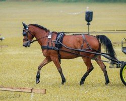 Springpferd Ohdy (Deutsches Reitpony, 2011, von Orkan)