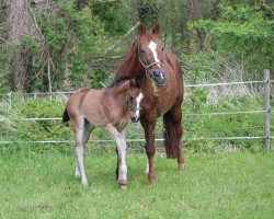 foal Escamilla B (Westfale, 2024, from Erste Sahne)