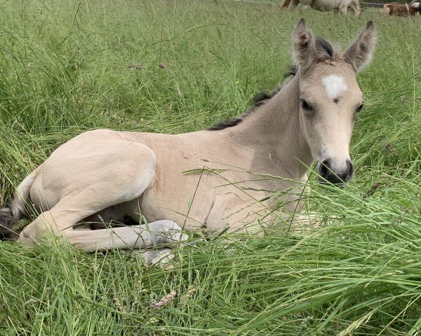 Fohlen von Gentle Touch P (Deutsches Reitpony, 2024, von Golden Grey NRW)