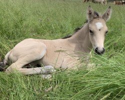 Fohlen von Gentle Touch P (Deutsches Reitpony, 2024, von Golden Grey NRW)