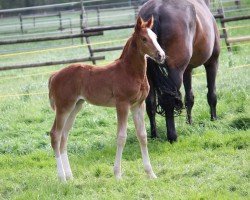 dressage horse Tamila B (Hanoverian, 2024, from Total Amour)