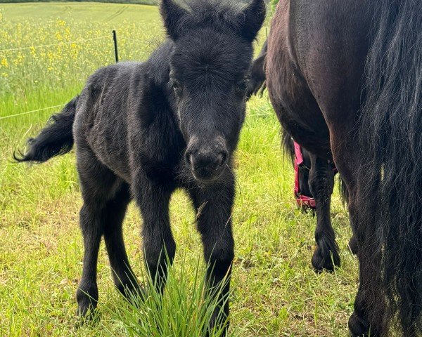 Fohlen von Kelloggs von der Marien-Quelle (Shetland Pony, 2024, von Kapsones van Stal het Noordereind)