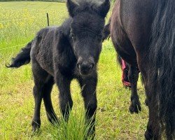 Fohlen von Kelloggs von der Marien-Quelle (Shetland Pony, 2024, von Kapsones van Stal het Noordereind)