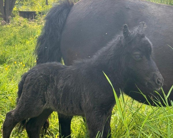 Fohlen von Fenja von der Marien-Quelle (Shetland Pony, 2024, von Kapsones van Stal het Noordereind)