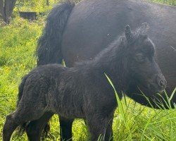 foal by Fenja von der Marien-Quelle (Shetland Pony, 2024, from Kapsones van Stal het Noordereind)