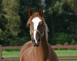 broodmare Havenna (Trakehner, 2018, from Münchhausen)