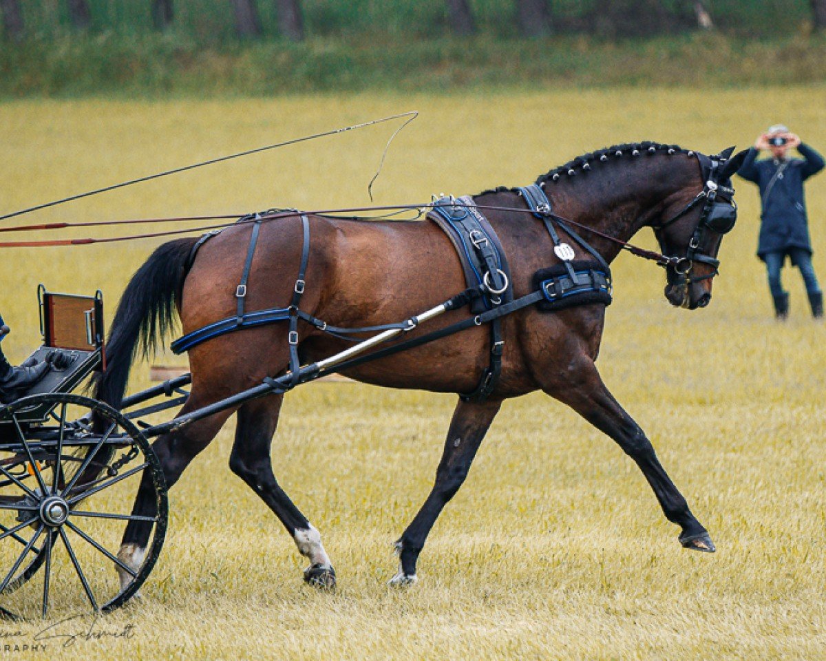 Dressurpferd Sanderion (Mecklenburger, 2015, von Stockholm)