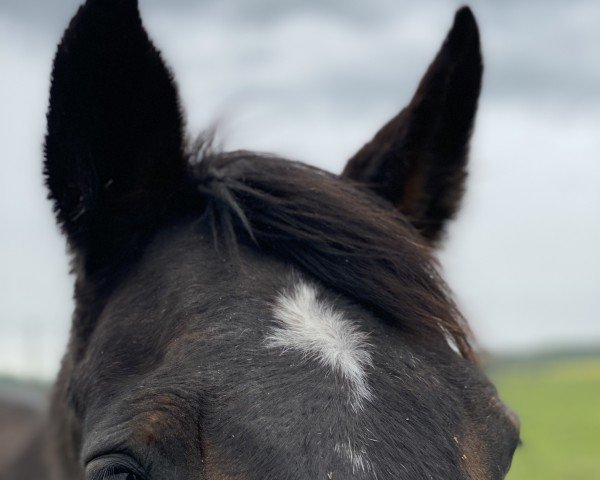 broodmare Paradie 7 (Bavarian, 1999, from Heraldik xx)