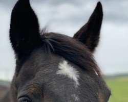 broodmare Paradie 7 (Bavarian, 1999, from Heraldik xx)