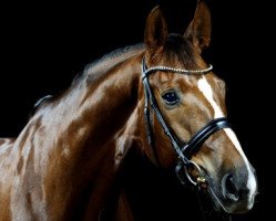 dressage horse Sisley Shirocco (Hanoverian, 2006, from Sir Donnerhall I)