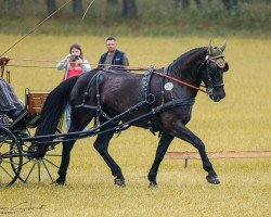 Pferd Alissa 48 (Sächs.-Thür. Schweres Warmbl., 2017, von Centrus)