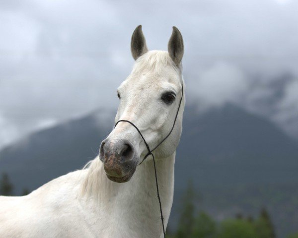 Pferd Palermo 2004 ox (Vollblutaraber, 2004, von Pamour ox)