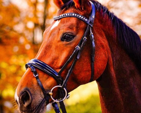 dressage horse Scarletta 9 (Westphalian, 2015, from Sir Heinrich OLD)