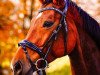 dressage horse Scarletta 9 (Westphalian, 2015, from Sir Heinrich OLD)