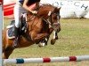 jumper Windy 143 (German Riding Pony, 2005)