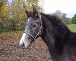 jumper Casira (German Sport Horse, 2021, from Caskarico)