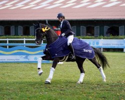 Dressurpferd Floris Black (Hannoveraner, 2017, von Floris Prince)