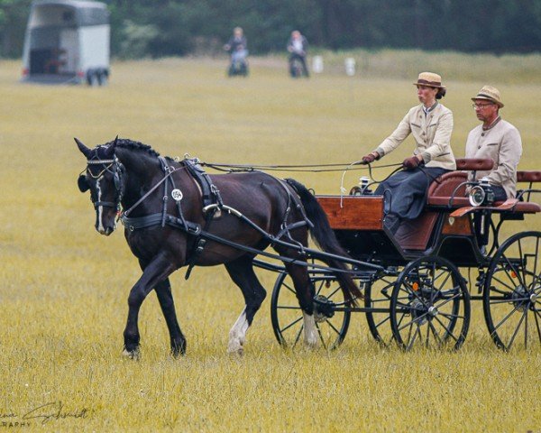 horse Eiko 42 (Sachs-door. Heavy Warmbl., 2015, from Elitär)