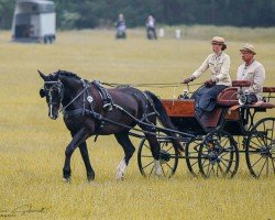 Pferd Eiko 42 (Sächs.-Thür. Schweres Warmbl., 2015, von Elitär)