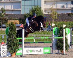 Springpferd Caio Von Hof (Schweizer Warmblut, 2012, von HRH Colombardo)