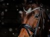 dressage horse Floriscountess (Hanoverian, 2011, from Fuechtels Floriscount OLD)