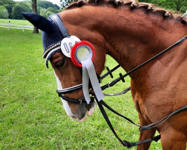 horse Madonna 273 (German Riding Pony, 2008, from Eiluns Monopoly)