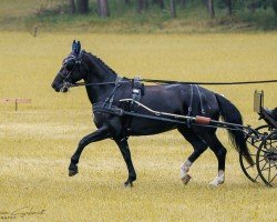 Springpferd Zoe ´d Amour (Sächs.-Thür. Schweres Warmbl., 2010, von Carlos)