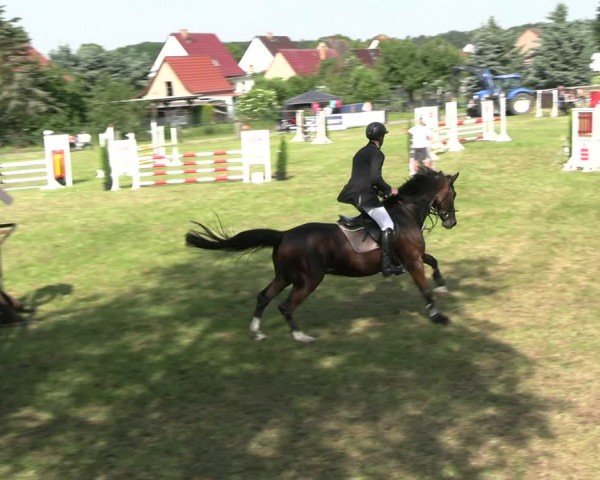 Reitturnier Buckow bei Beeskow (LOS) 2024