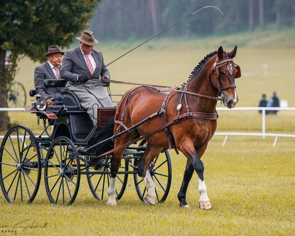 Pferd Ethano (Sächs.-Thür. Schweres Warmbl., 2011, von Elitär)