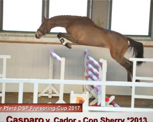 jumper Casparo 33 (German Sport Horse, 2013, from Cador 5)