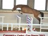 jumper Casparo 33 (German Sport Horse, 2013, from Cador 5)