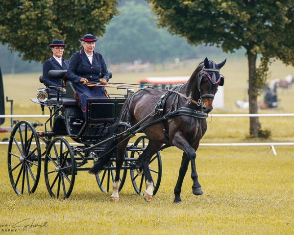 Pferd Hermann 91 (Deutsches Sportpferd, 2018, von Hochmeister)