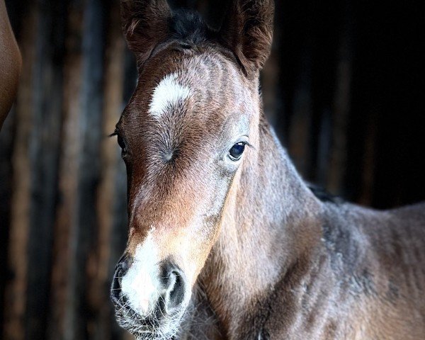 foal by Golden Nacho (Westphalian, 2024, from Golden Grey NRW)