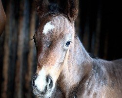 Fohlen von Golden Nacho (Westfale, 2024, von Golden Grey NRW)