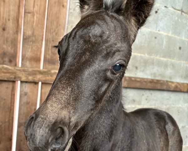 Fohlen von Golden Joselu (Bayer, 2024, von Golden Grey NRW)