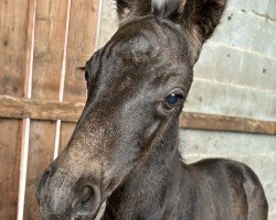 Fohlen von Golden Joselu (Bayer, 2024, von Golden Grey NRW)