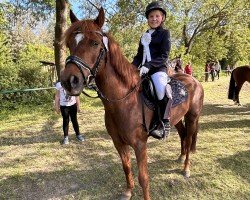 dressage horse MC Sunday (German Riding Pony, 2011, from Molenew)