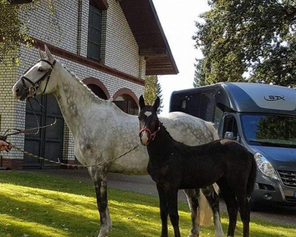 broodmare Loralie (Holsteiner, 2007, from Lancer II)