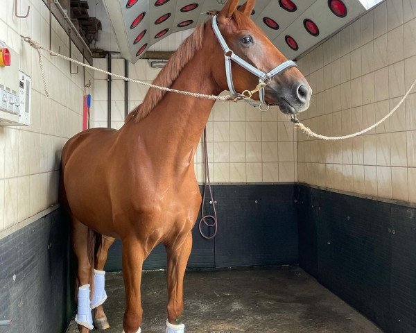 dressage horse Bellamy (Hanoverian, 2018, from Baron)