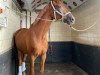 dressage horse Bellamy (Hanoverian, 2018, from Baron)