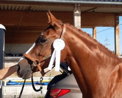 Zuchtstute Wamira della Crespera (Schweizer Warmblut, 2016, von Fuechtels Floriscount OLD)