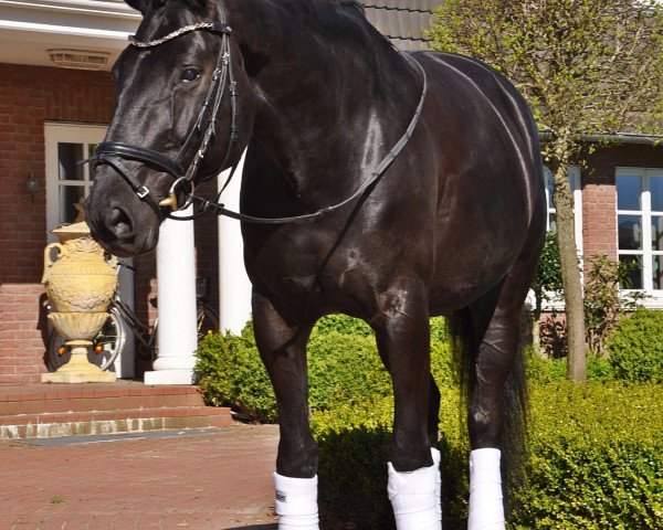 dressage horse Harmonie 345 (Hanoverian, 2008, from Hotline)