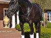 dressage horse Harmonie 345 (Hanoverian, 2008, from Hotline)