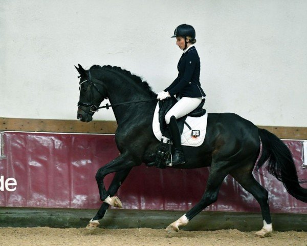 dressage horse Dark Chocolate K 2 (Oldenburg, 2017, from DeLorean)