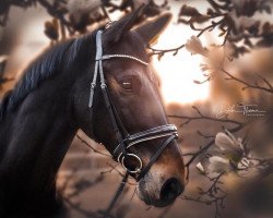 jumper Bouzha (KWPN (Royal Dutch Sporthorse), 2006, from Emilion)