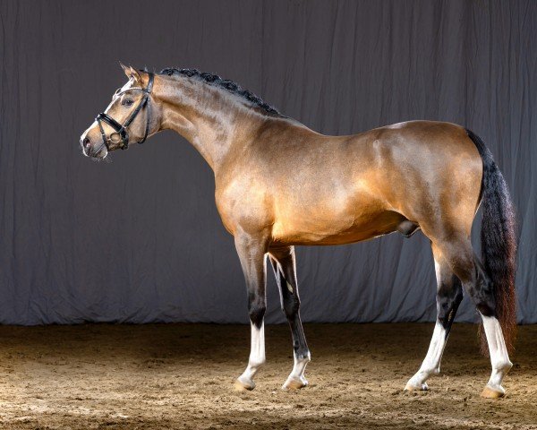 dressage horse Doppelklang (German Riding Pony, 2018, from Dreiklang AT NRW)