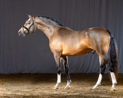 Dressurpferd Doppelklang (Deutsches Reitpony, 2018, von Dreiklang AT NRW)