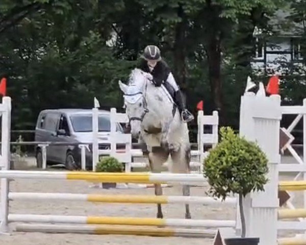 jumper Szelid (Hanoverian, 2016)